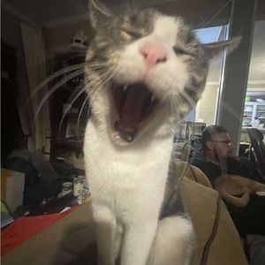 Meet your Posher, Bella